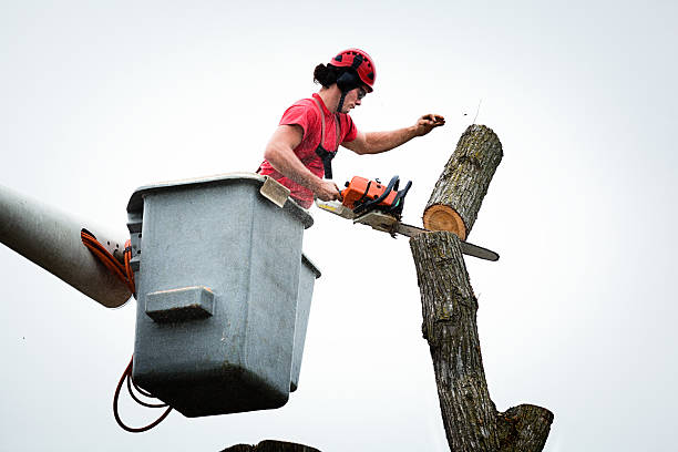 Best Tree Preservation Services  in Richville, OH